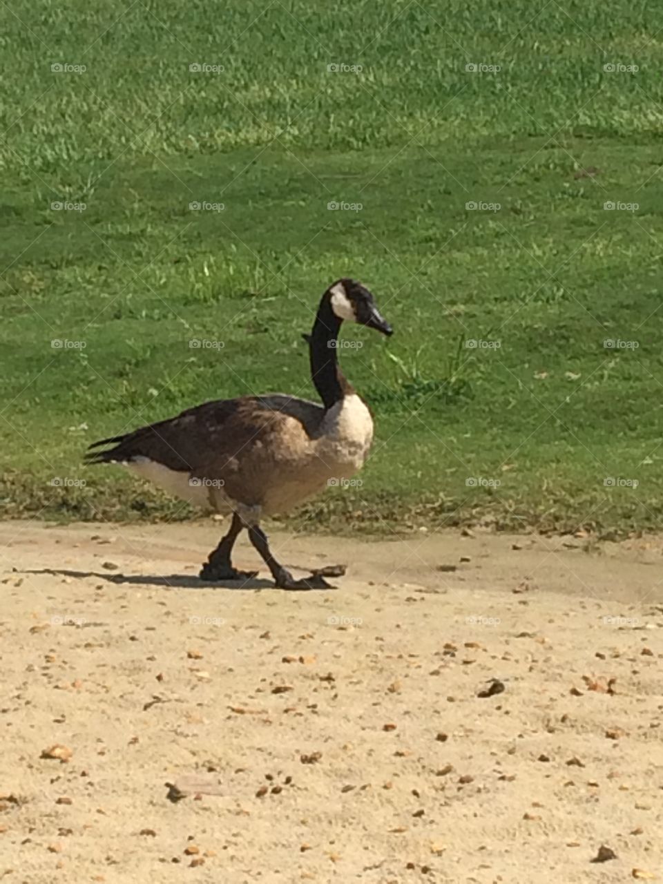 Duck strutting through the park