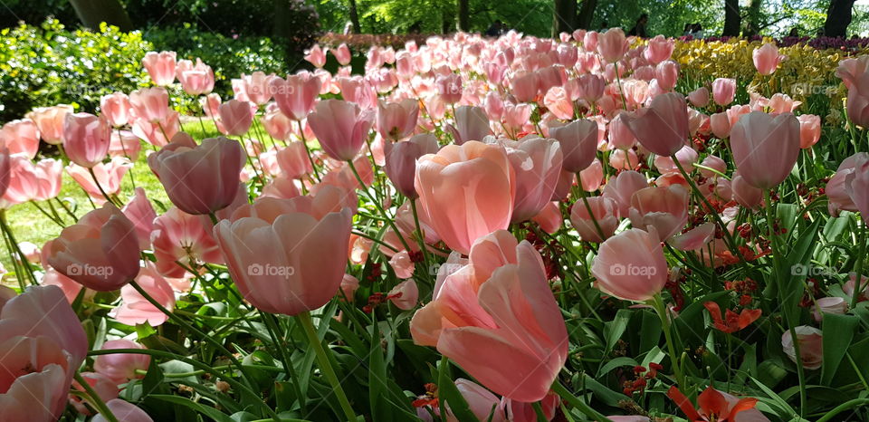 Beautiful Tulips, Park, Flowers, Leafs, Spring, nature
