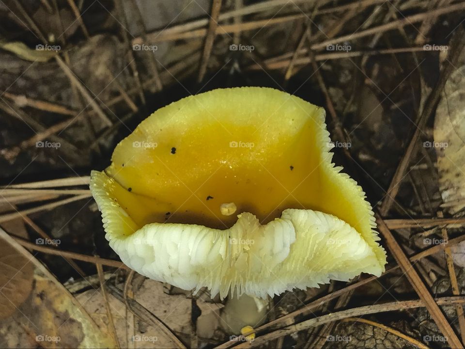 Beautiful yellow wax cap mushroom