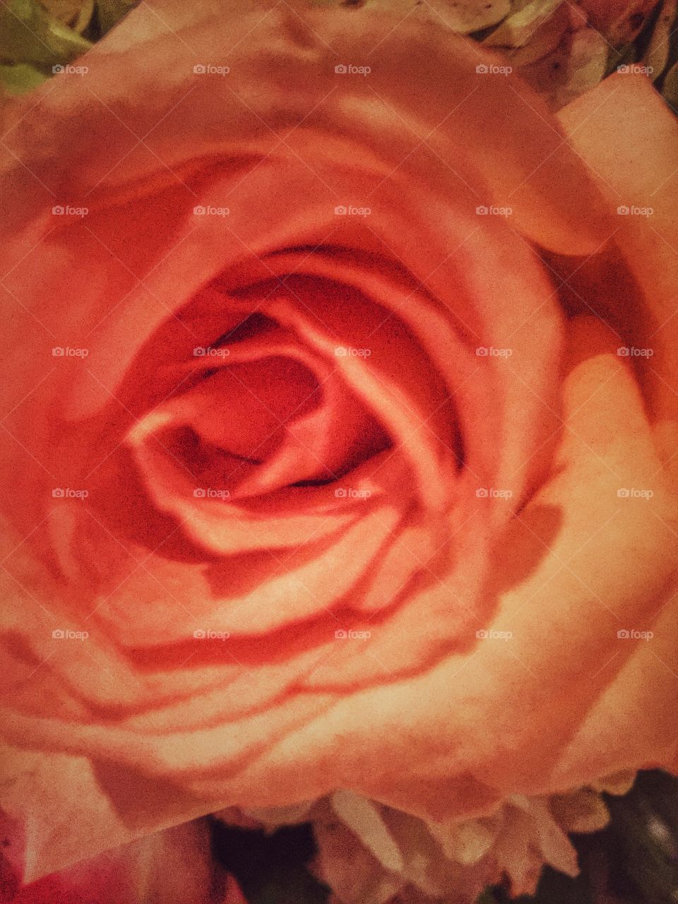 Rose. A close up of a rose