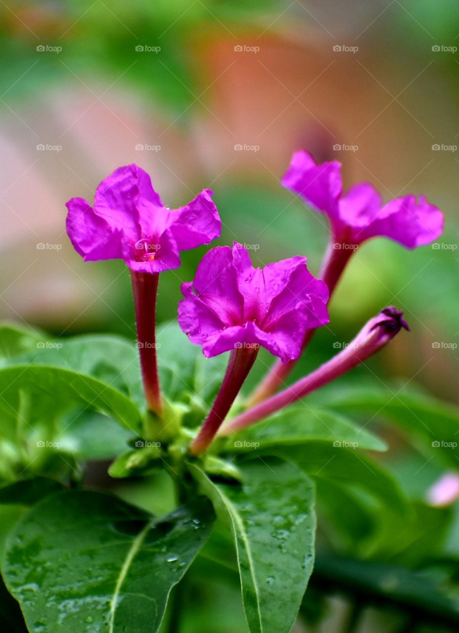 portrait of pink flower