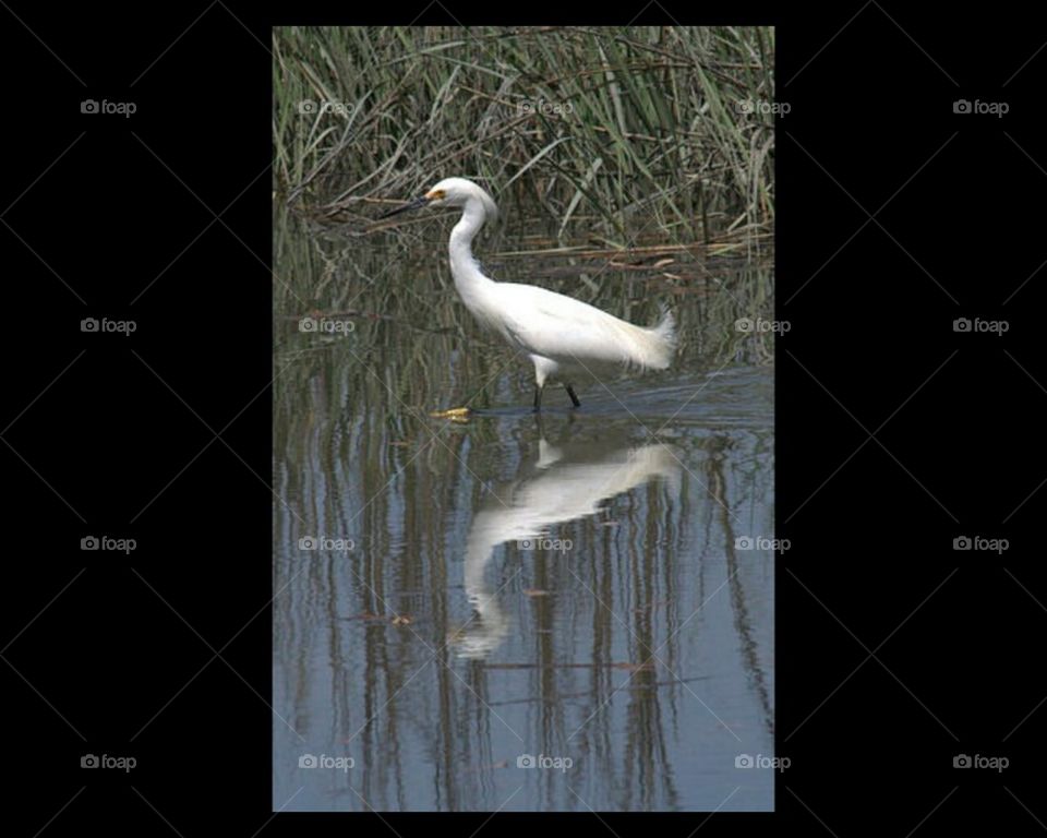 Reflection of an Egret