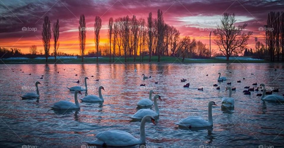 Karlovac in Swans