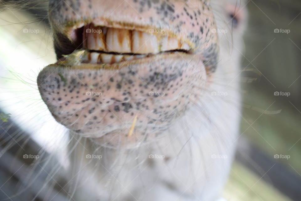 Silly pony close-up