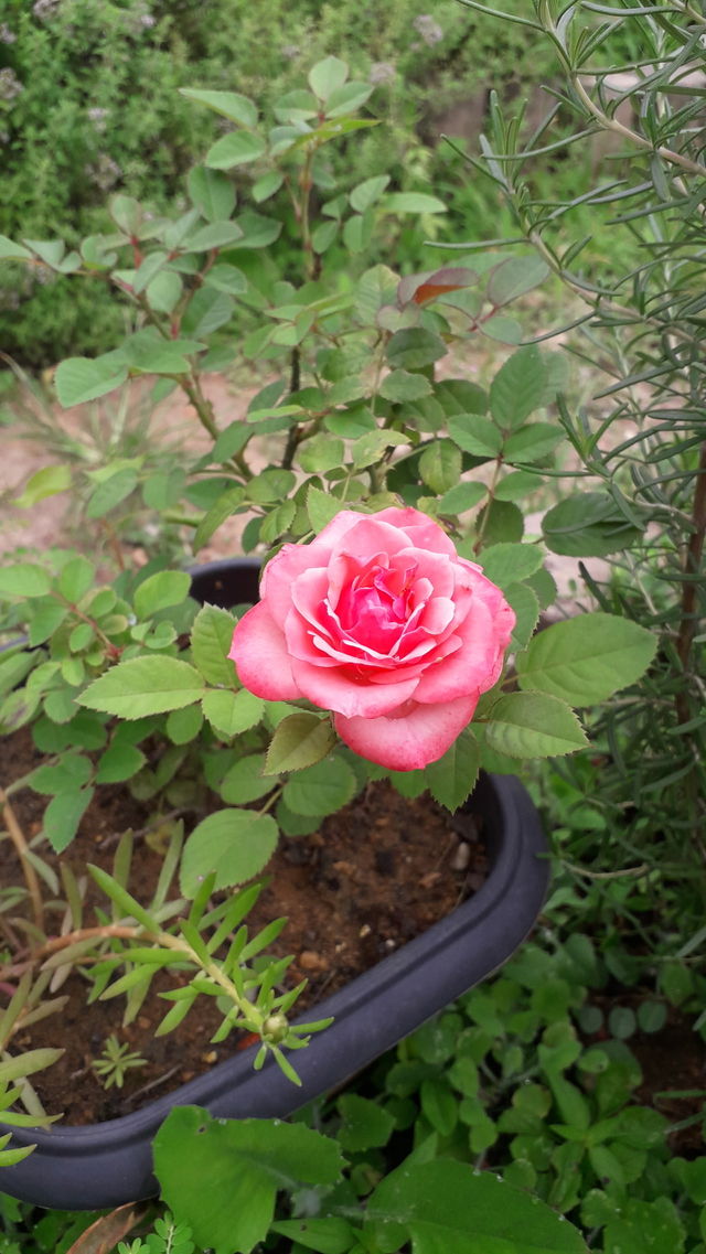 Rosa