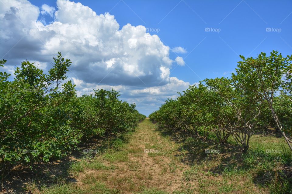 Farm. Blueberry Farm-Milton, FL