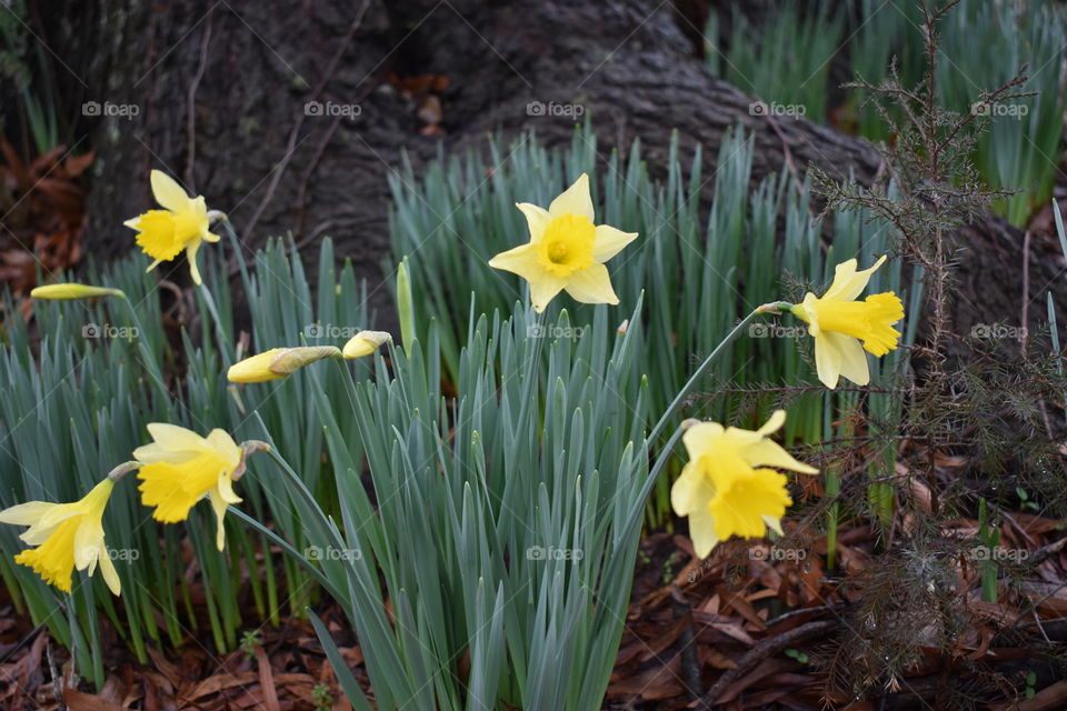 Daffodils