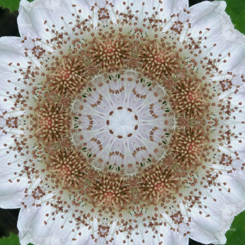 wild White flower  mandala