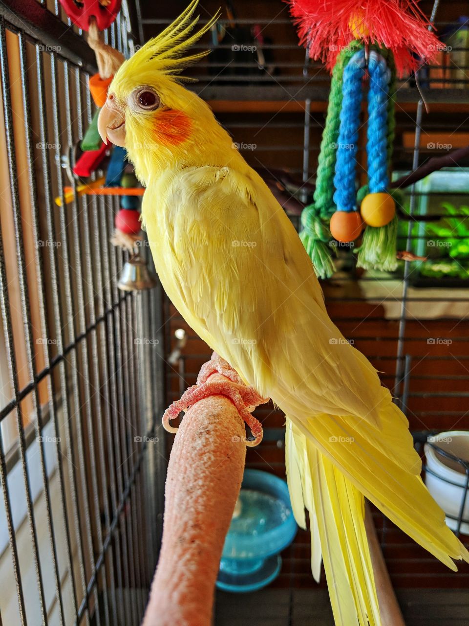 Pet Cockatiel