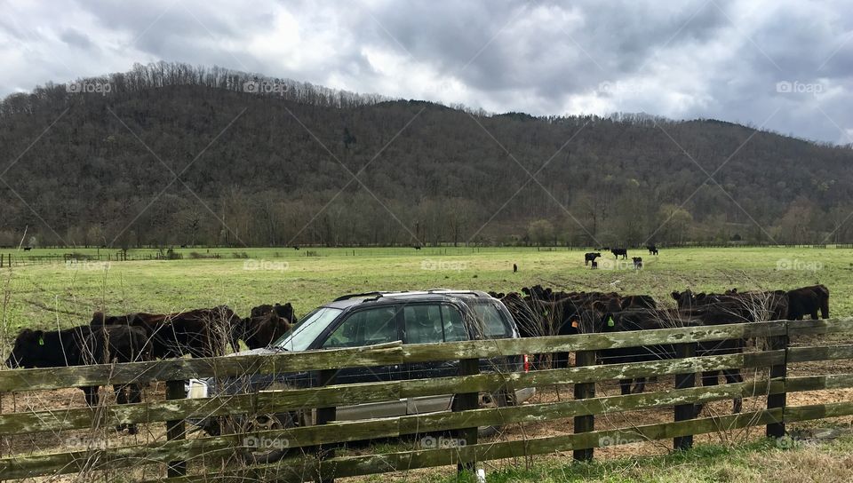 Cows around a car