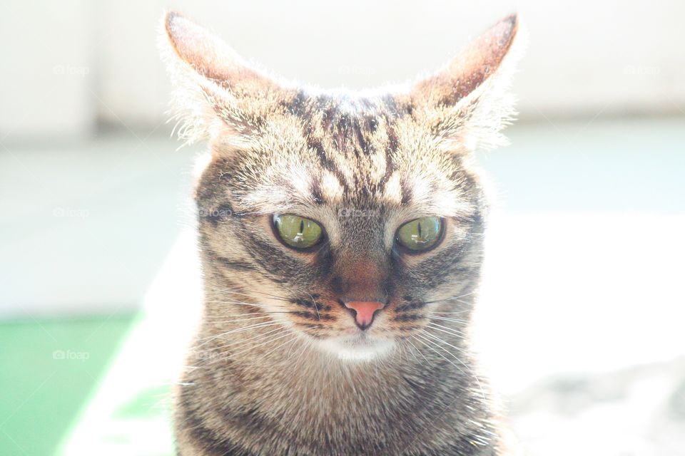 Kazimierz from Cat Cafe Koton (Wrocław) looks like a shy devil!