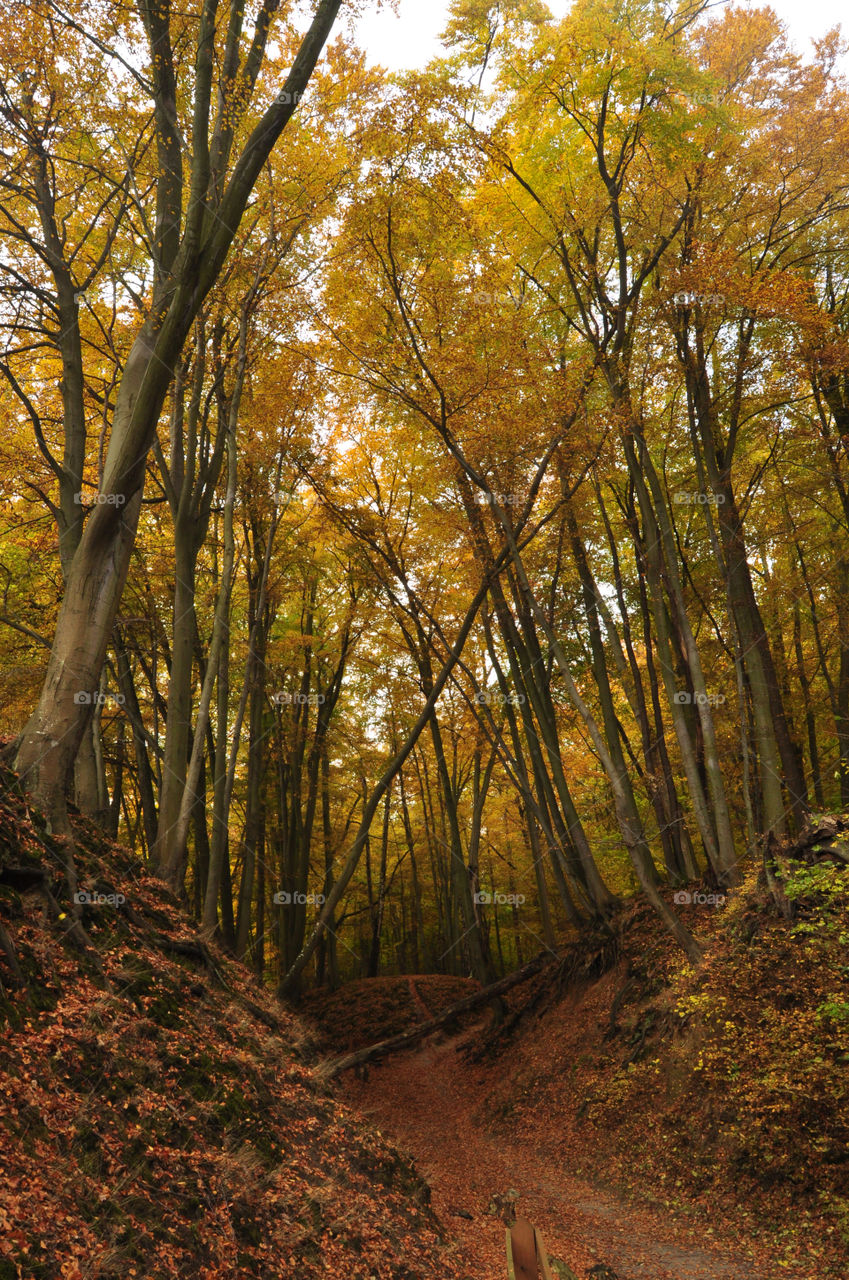 Wood, Fall, Leaf, Tree, Landscape