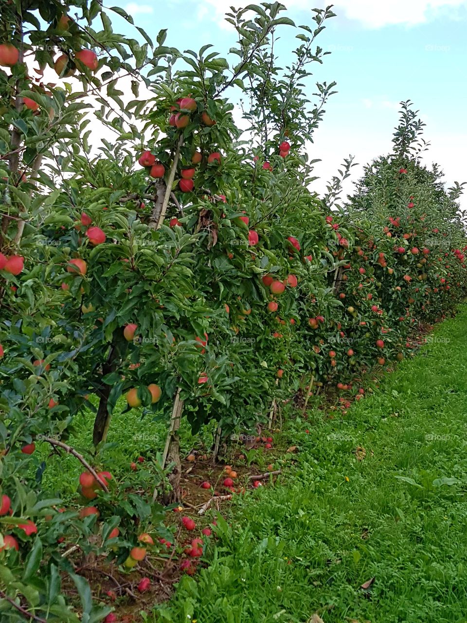 Äpfel Plantagen