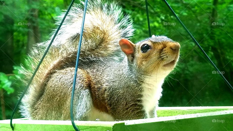 Meet Emilio, the bandit squirrel that was caught red handed in a bird feeder that's NOT for him!!😄😄