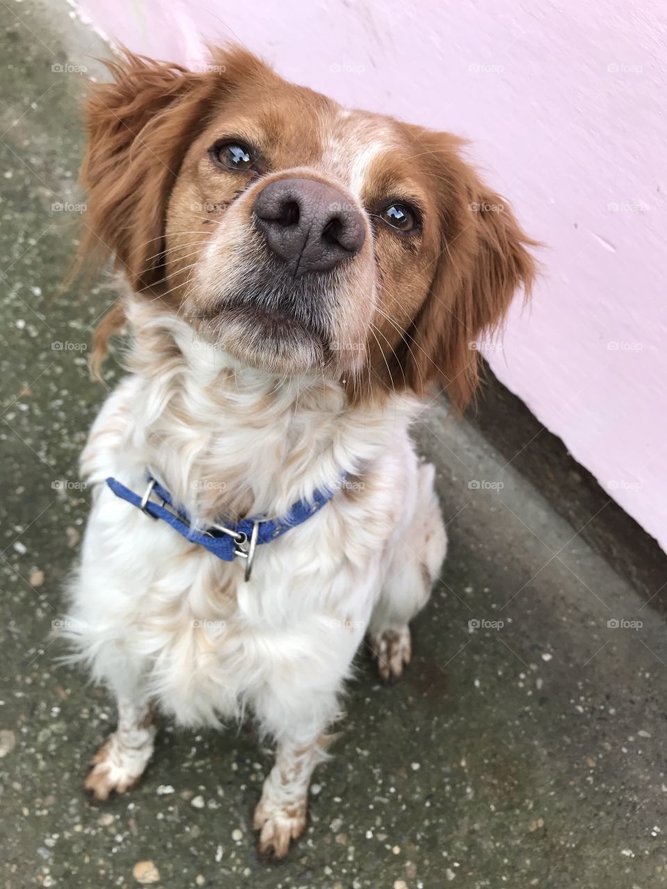 Brittany spaniel breed dog looks up.