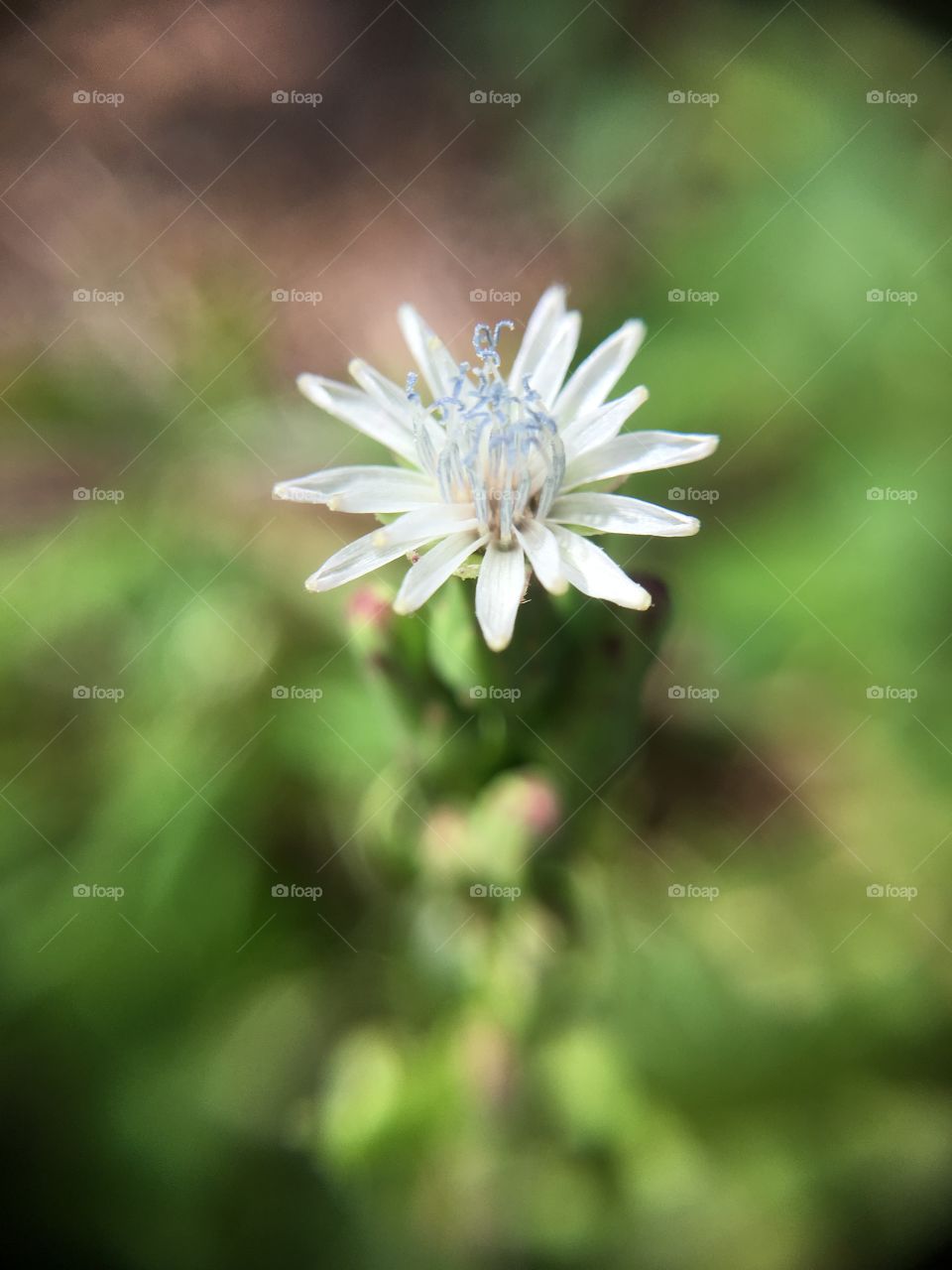 Tiny white flower 