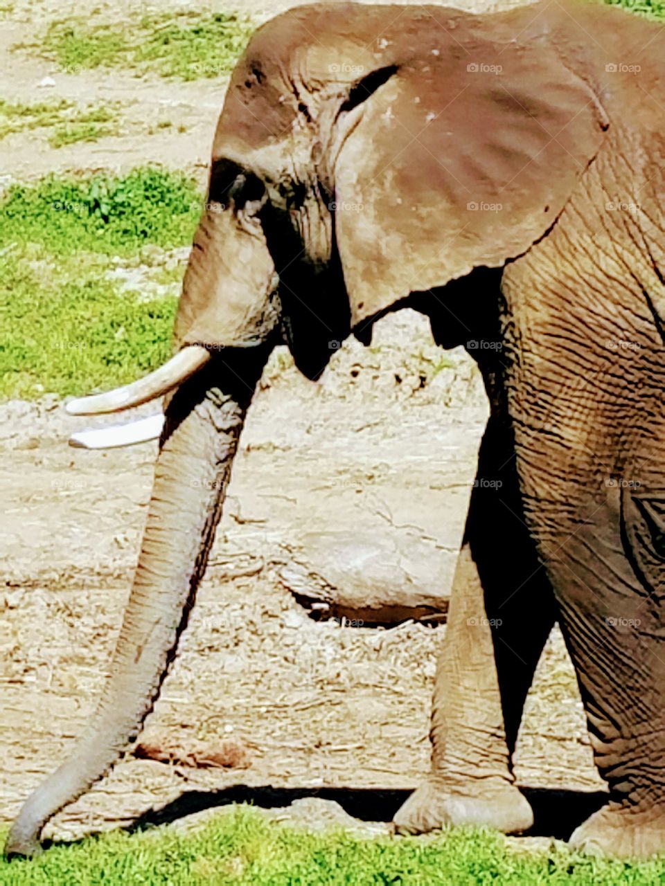 Elephant