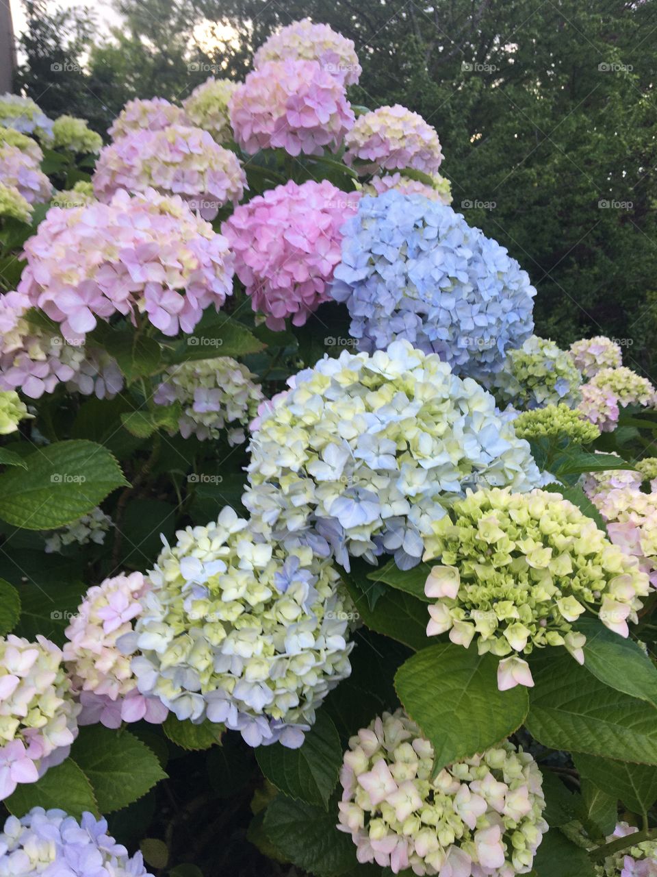 Hydrangeas 