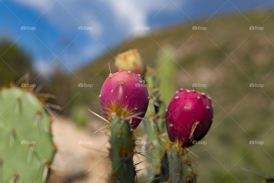 Prickly Pear Cactus Plant