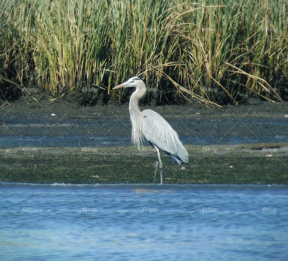 View of white bird on lake