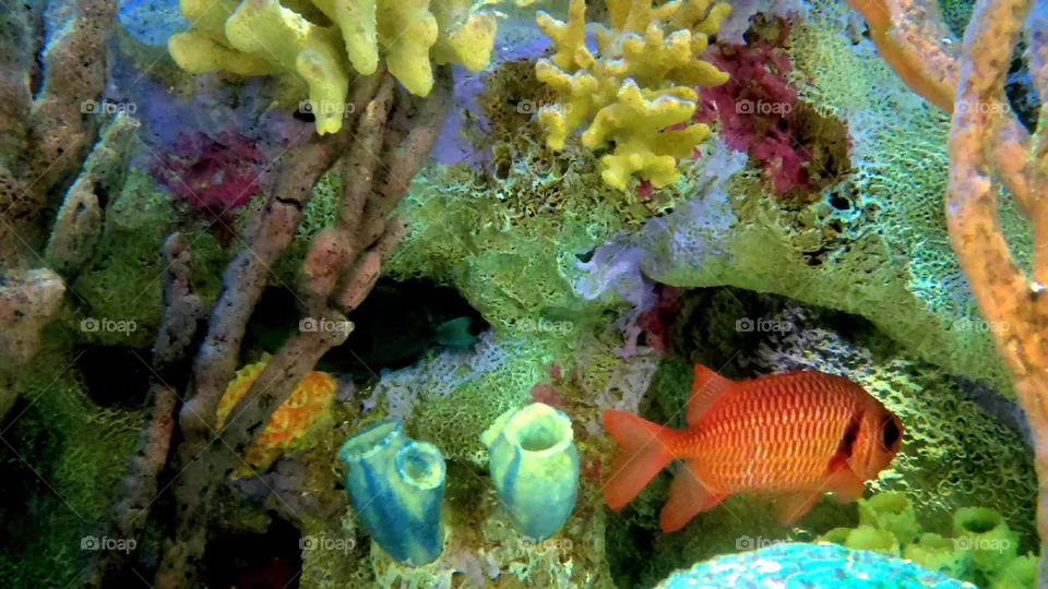 fish