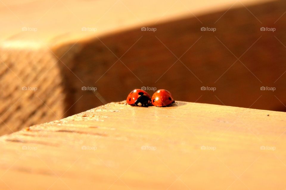 Ladybugs in love