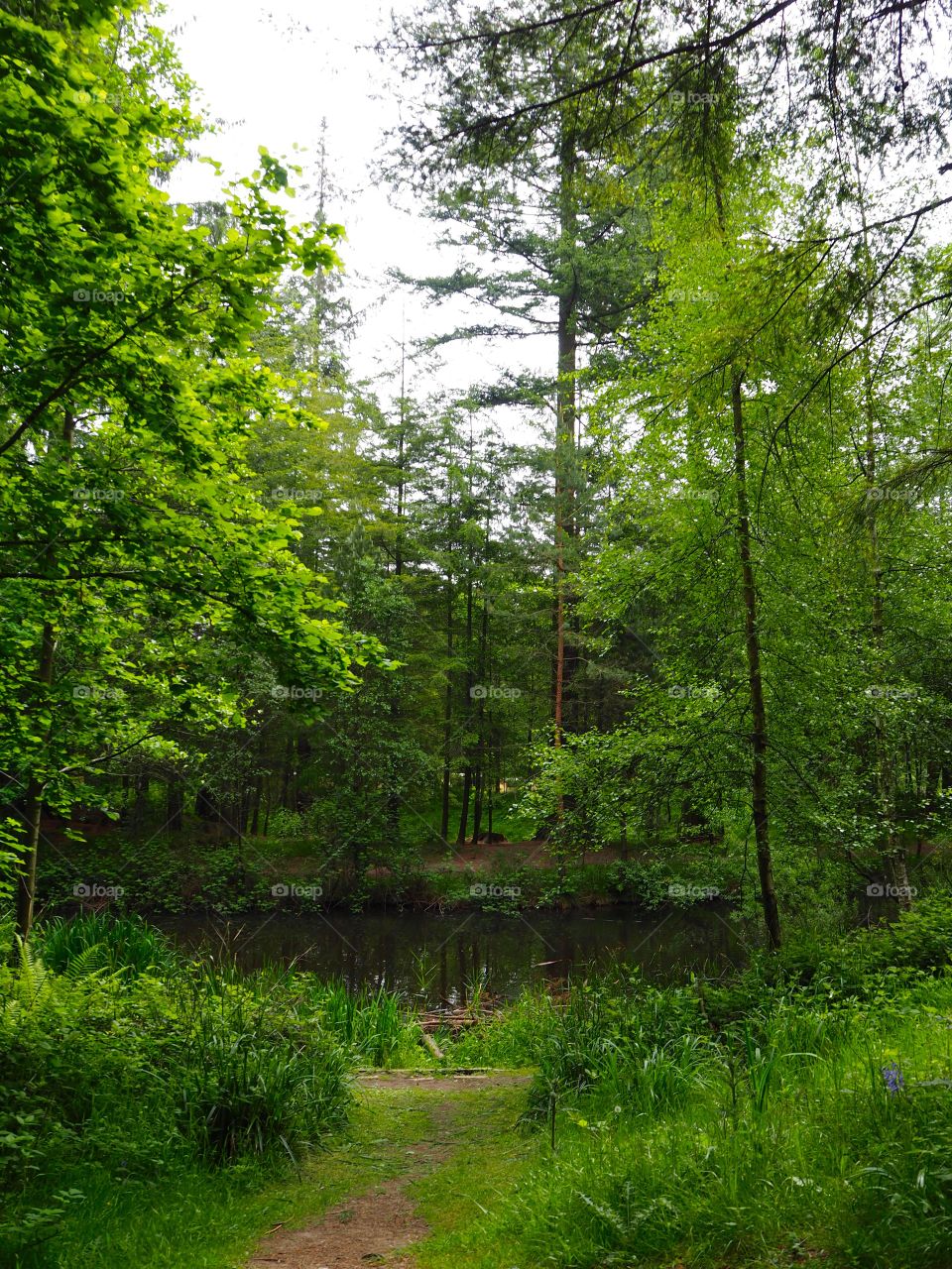 Tree canopy in the woods