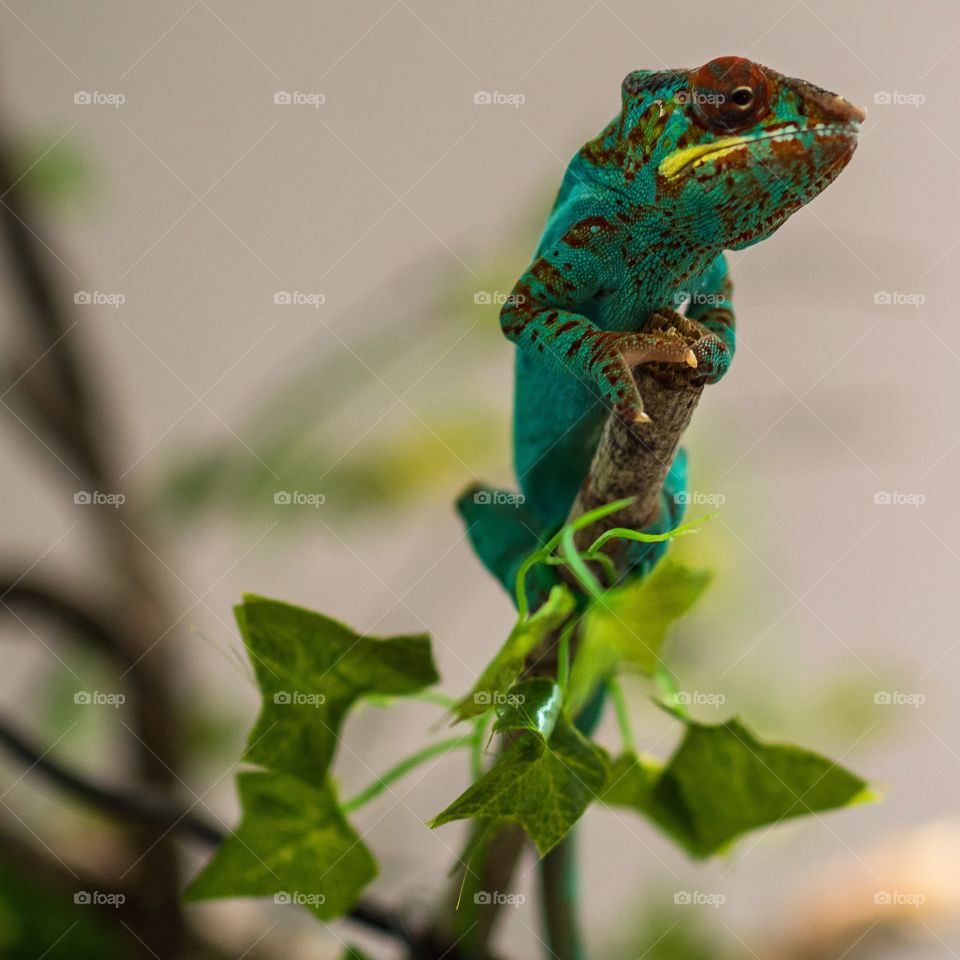 Chameleon portraits 