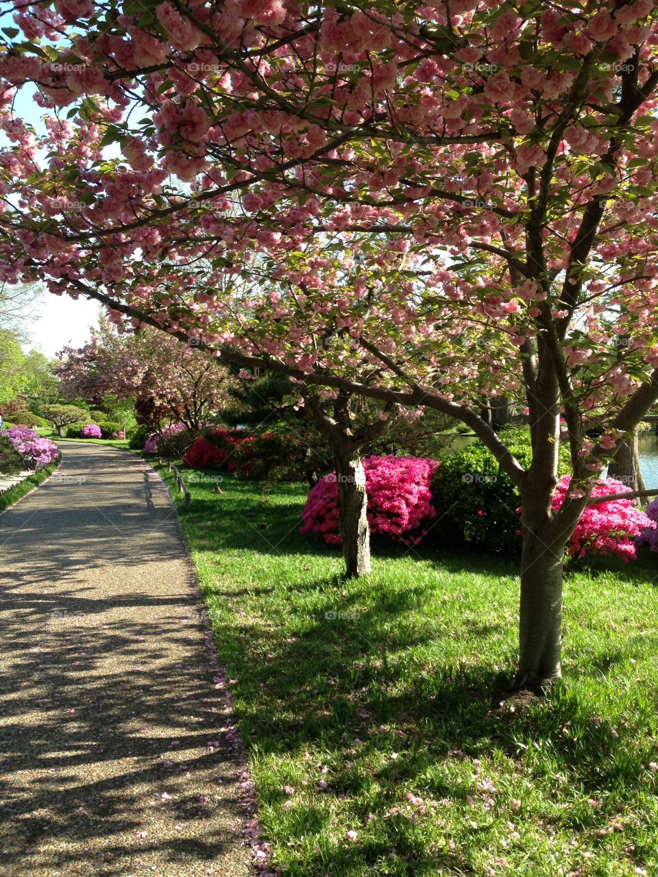 Weekday Stroll. Walking through the Japanese Garden at the Missouri Botanical Gardens. 