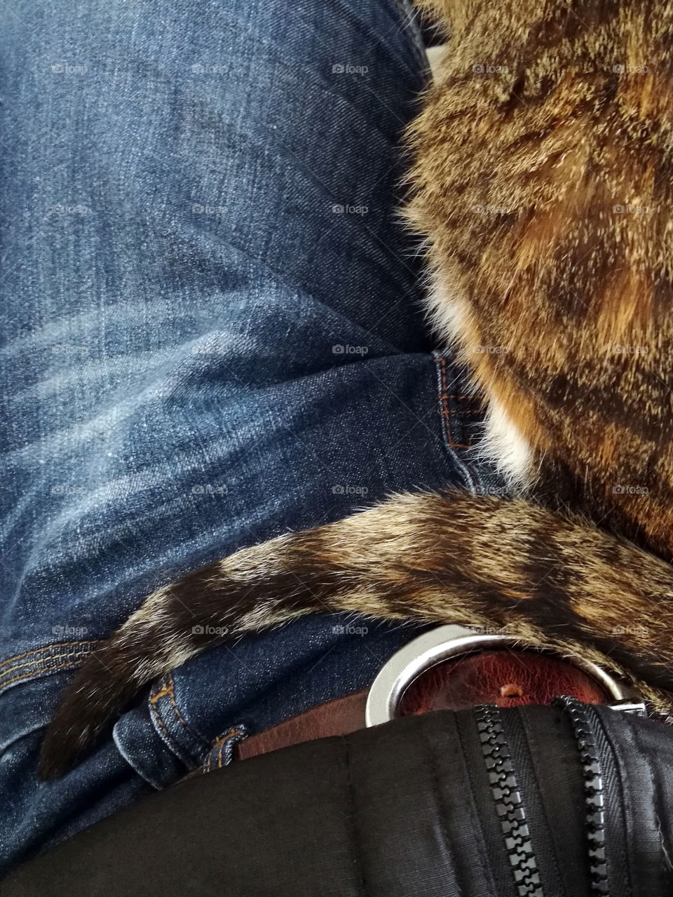 Cat sitting on it's owner's knees. Concept of love between human and animal.