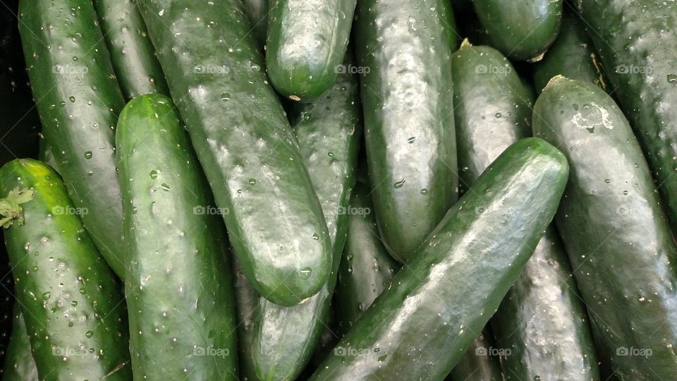 Fresh market cucumbers.