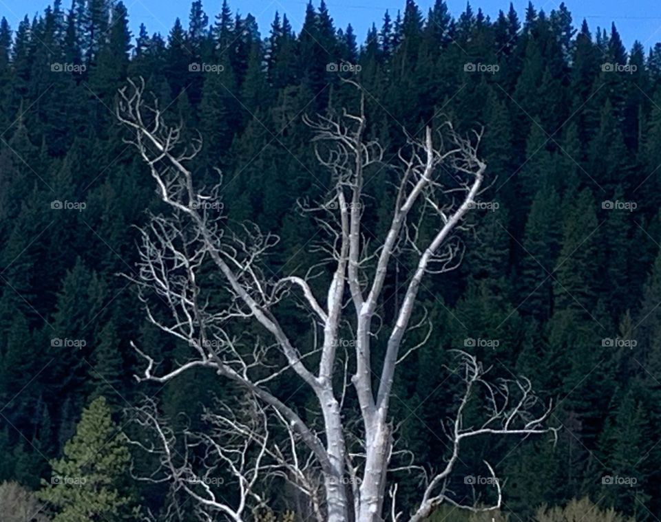 Bald tree in Eastern Washington 