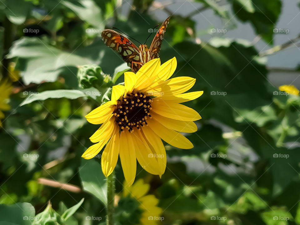 A beautiful Gulf Fritillary Butterfly on yellow sunflower and staring directly straightforward on bright sunny day.
