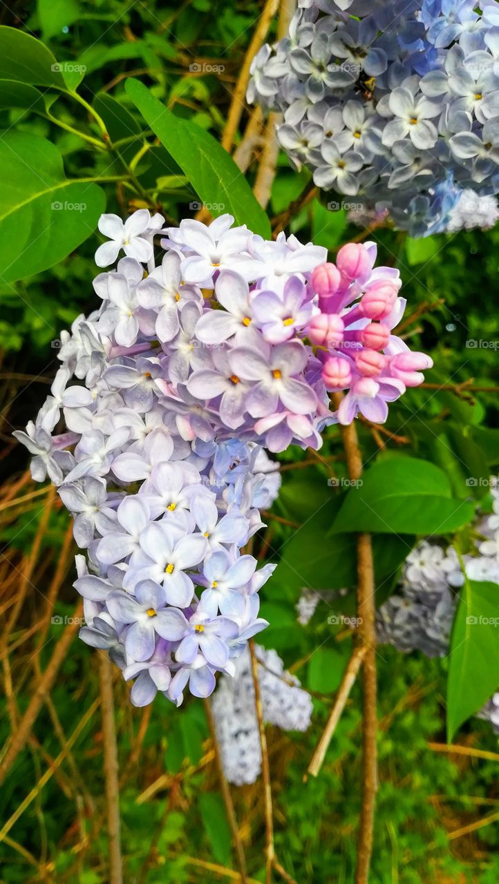 Lilac flower