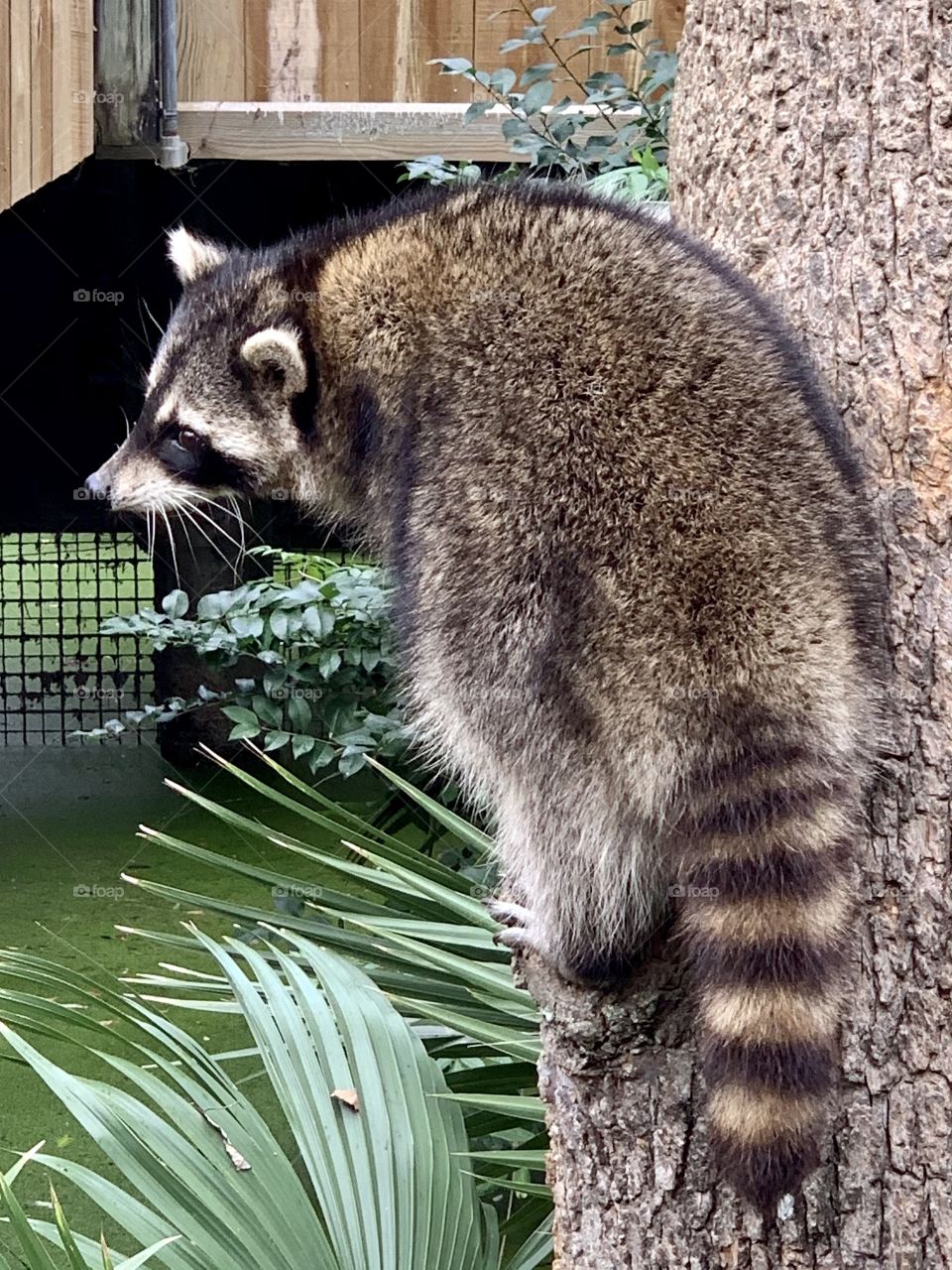 Raccoon 