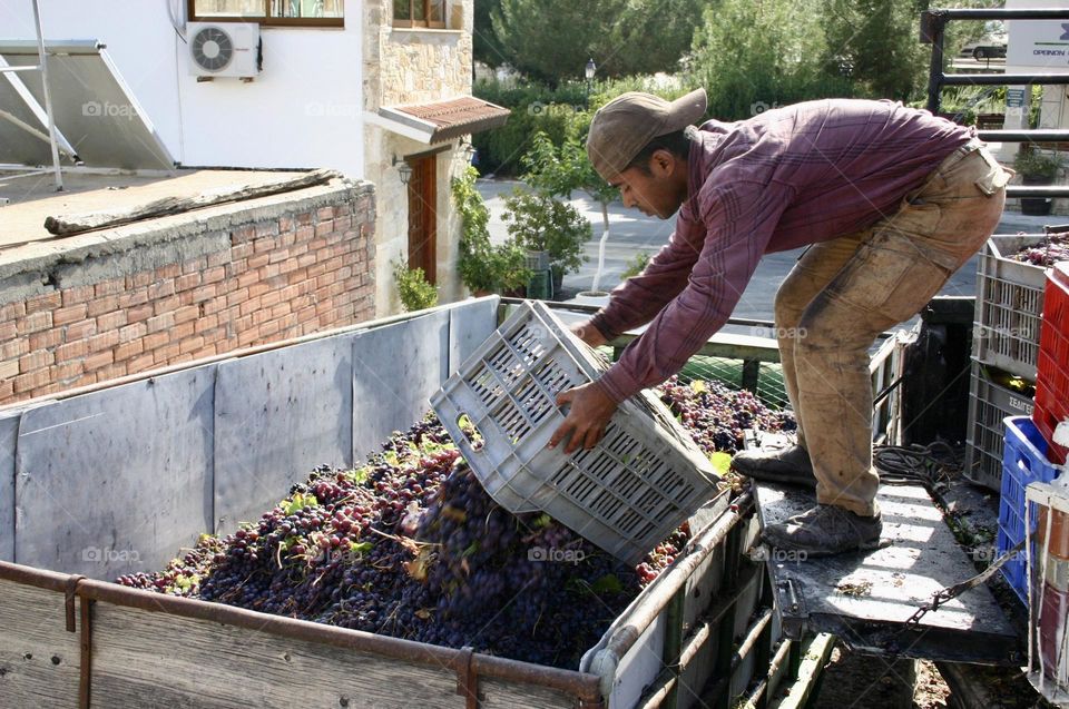 Man put box full of grapes on truck during the grapes harvest 