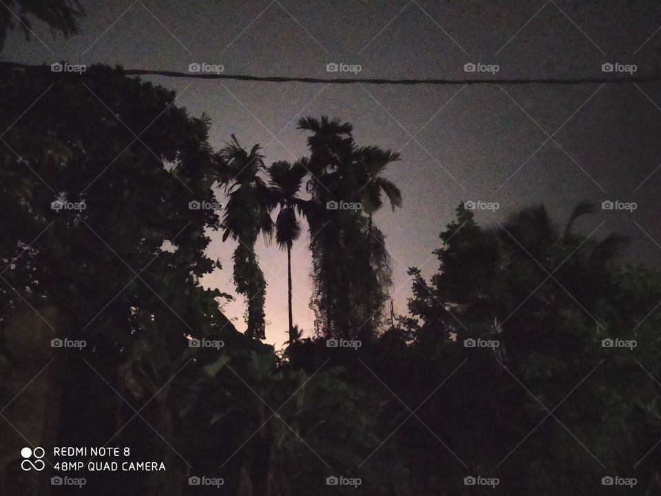 Tree, No Person, Palm, People, Dawn