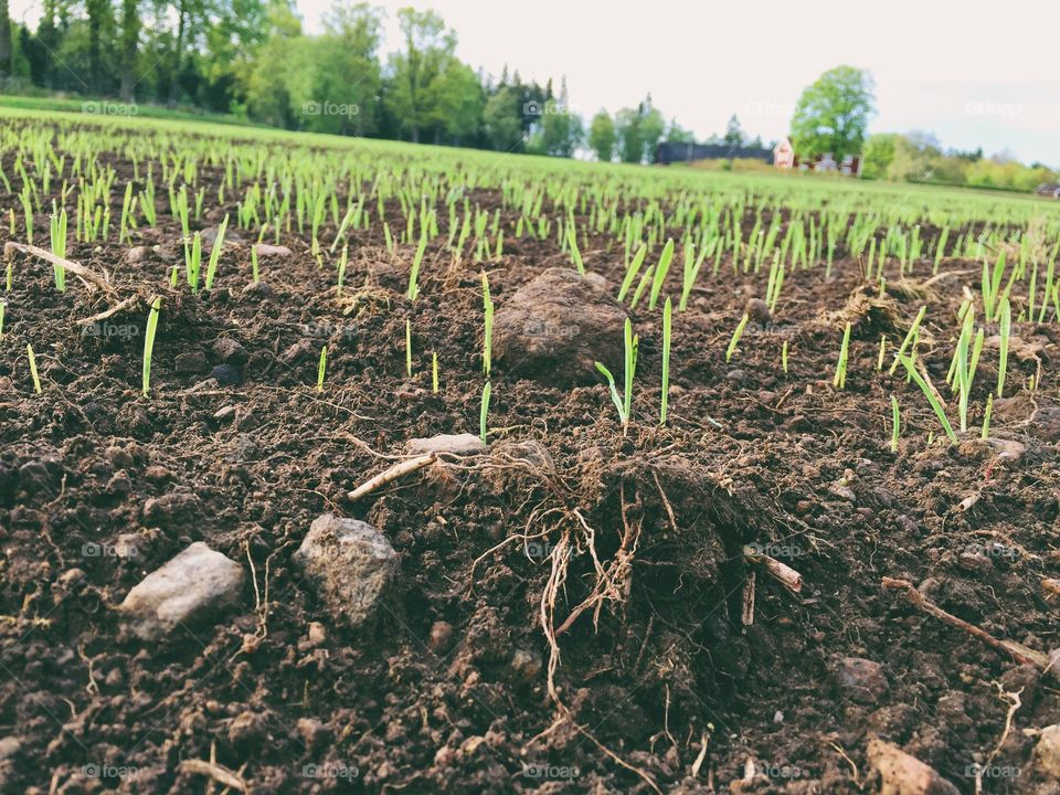 Agriculture, Soil, Growth, Root, Farm