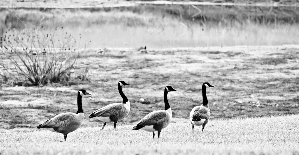 Canadian Geese