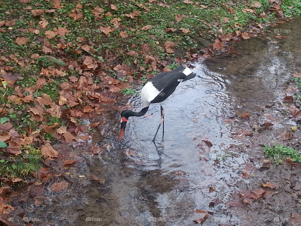 Bird, Nature, Water, No Person, Outdoors