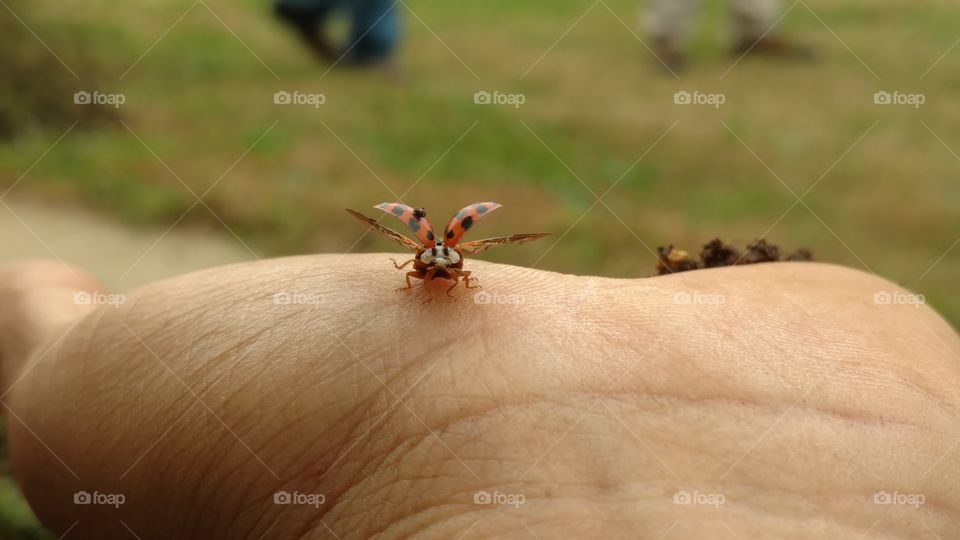 Insect, Wildlife, No Person, Nature, Outdoors