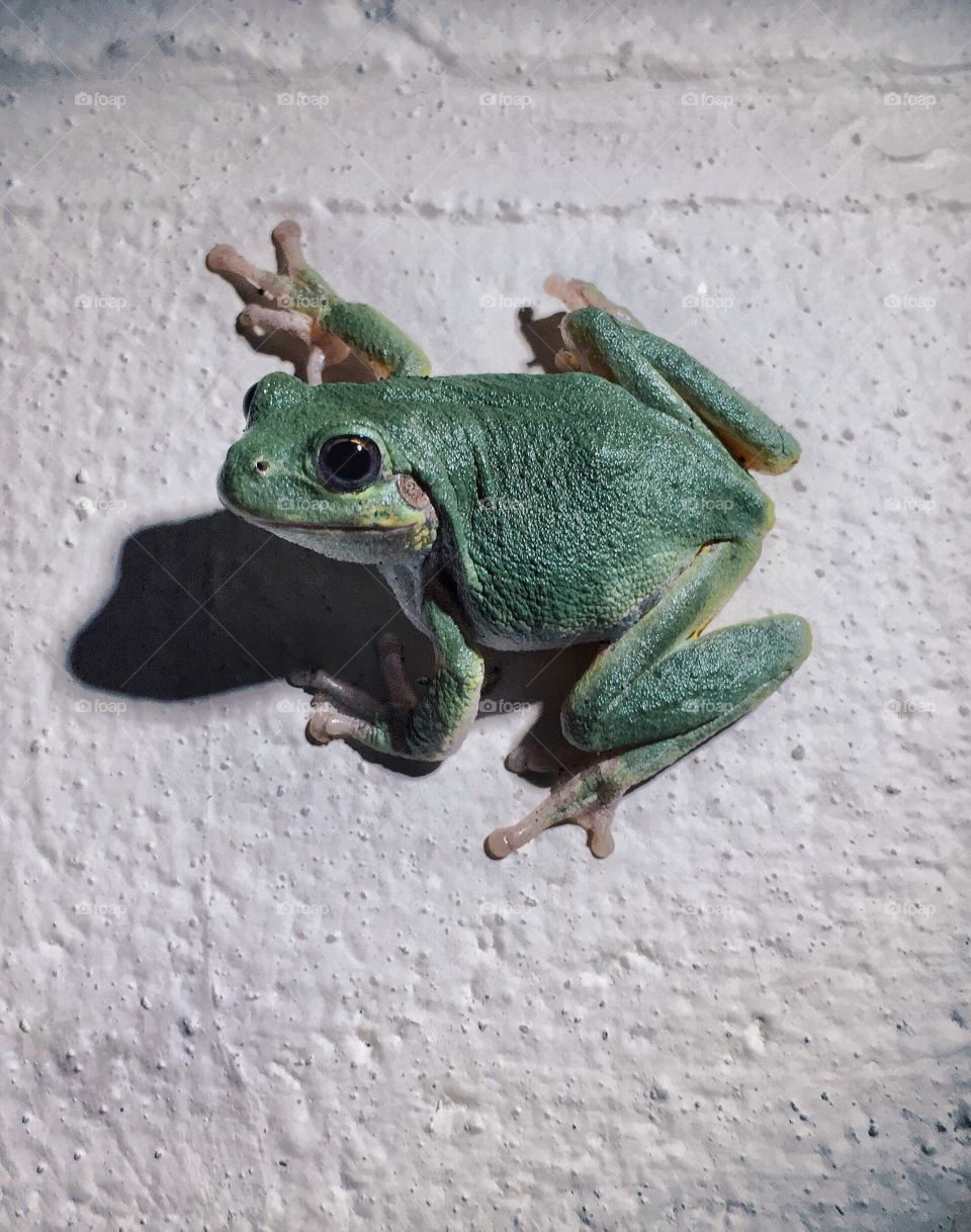 Tree frog clinging to a wall