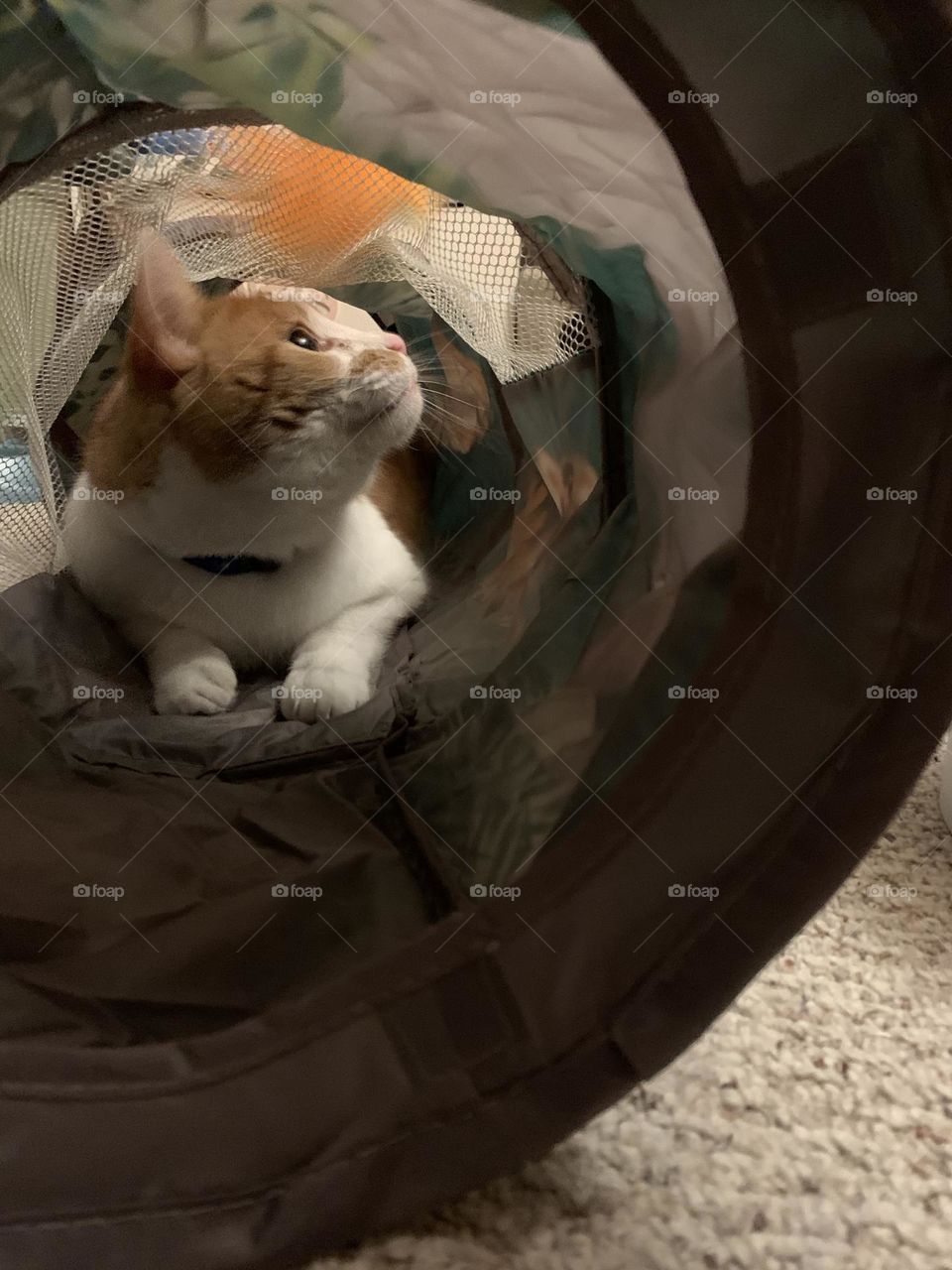 Tunnels are so much fun for kitties. Mine love to play in them. Especially the orange cat. 