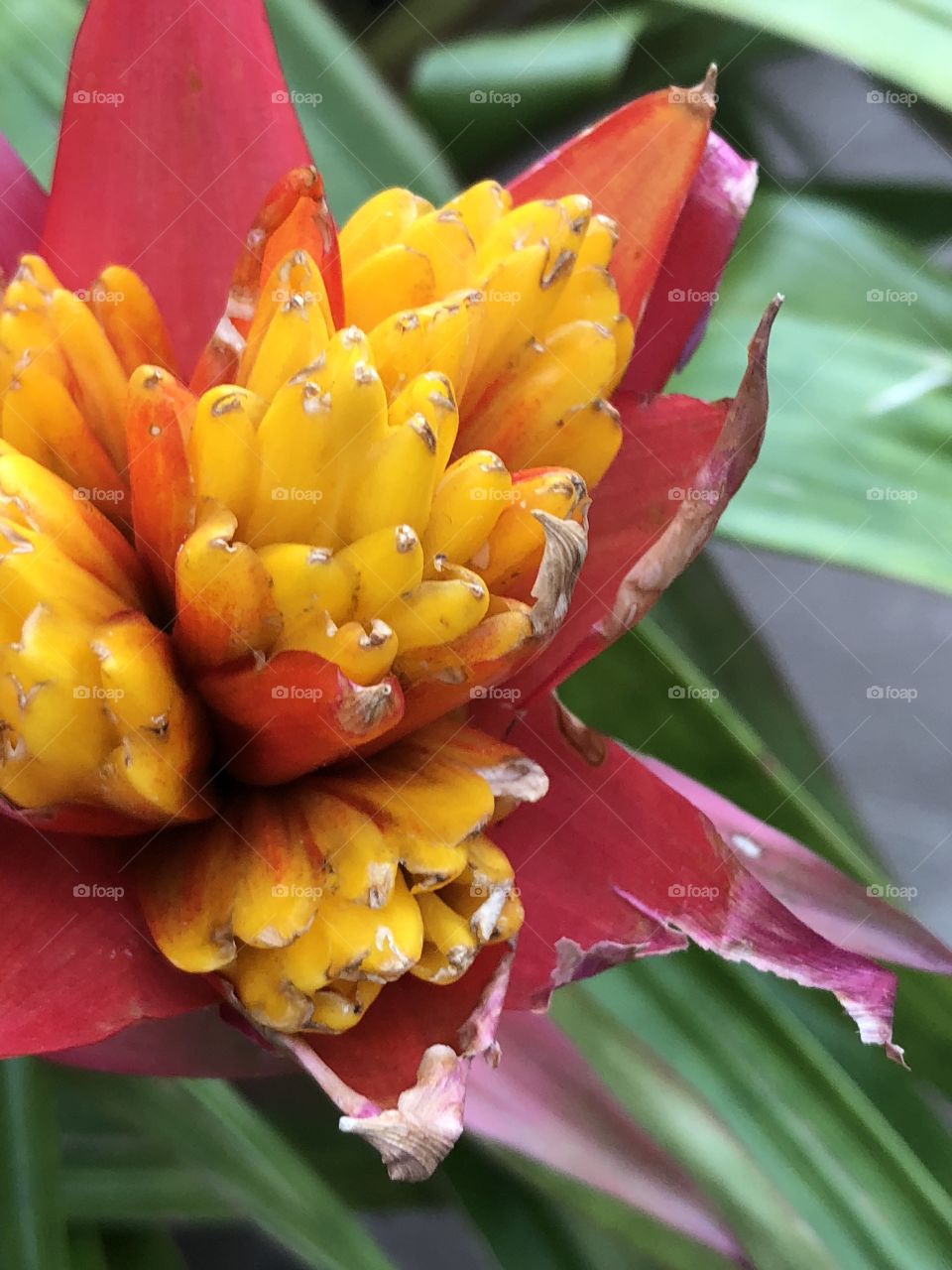 Close up of a Red and yellow tropical flower 