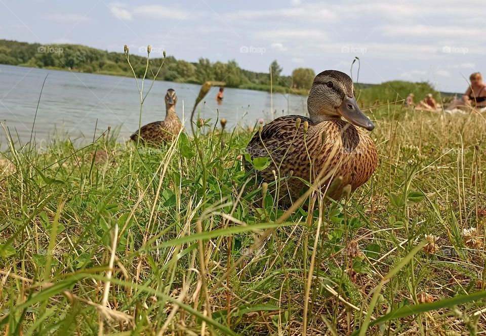 ducks in green grass summer time, mobile photography