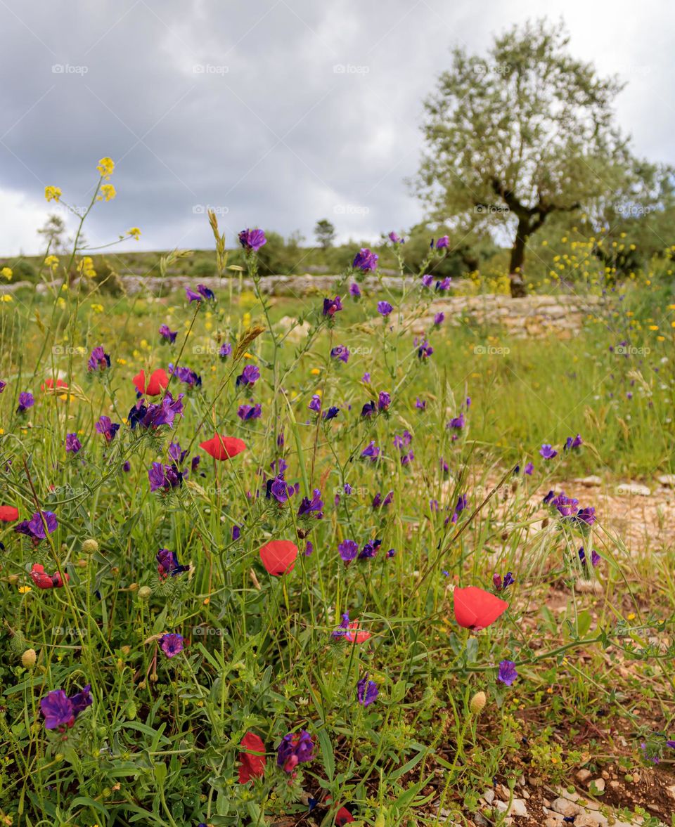 Red, purple, yellow wildflowers grow near stone walls and olive trees in Central Portugal 