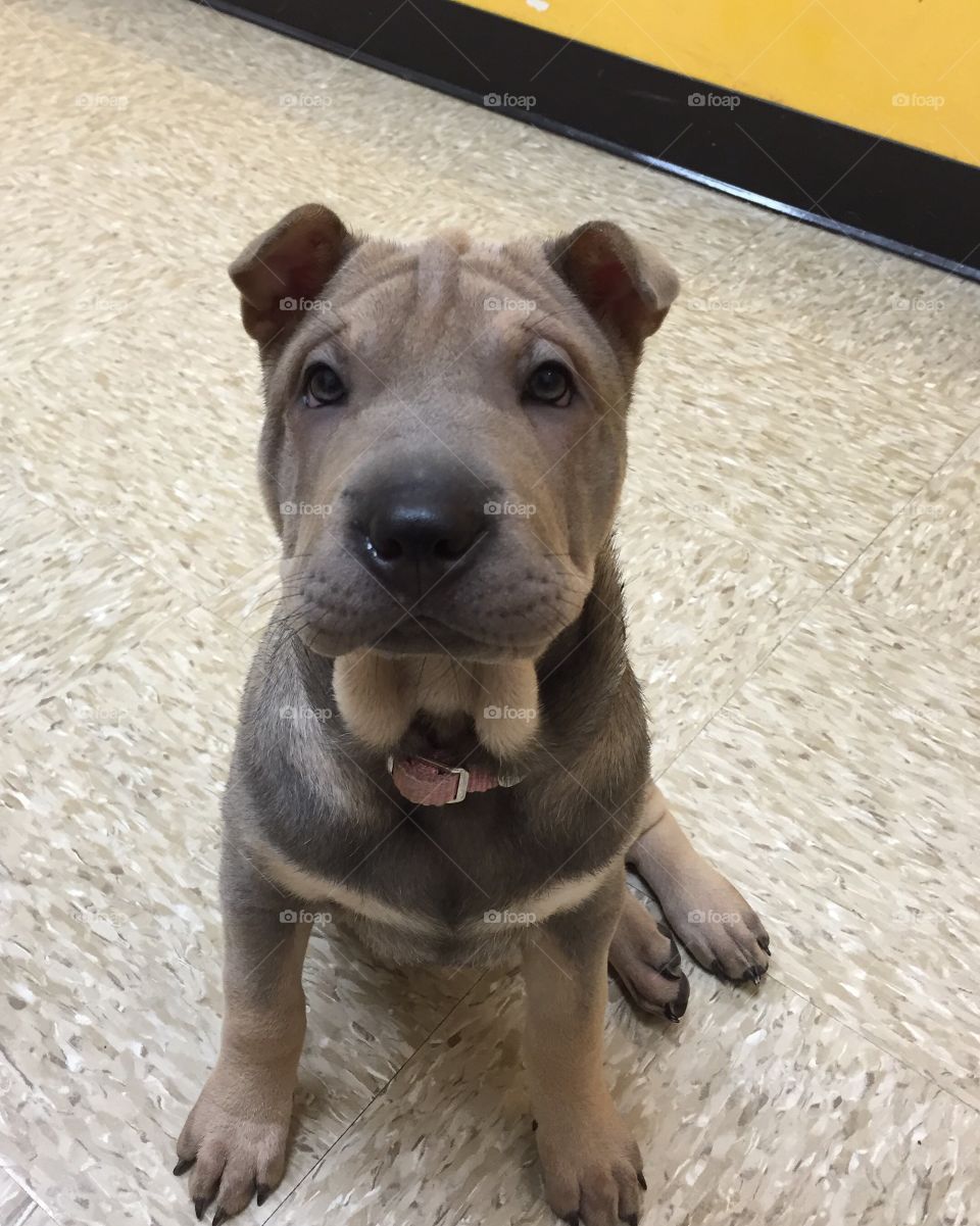 Chinese Shar-Pei puppy at the vet.