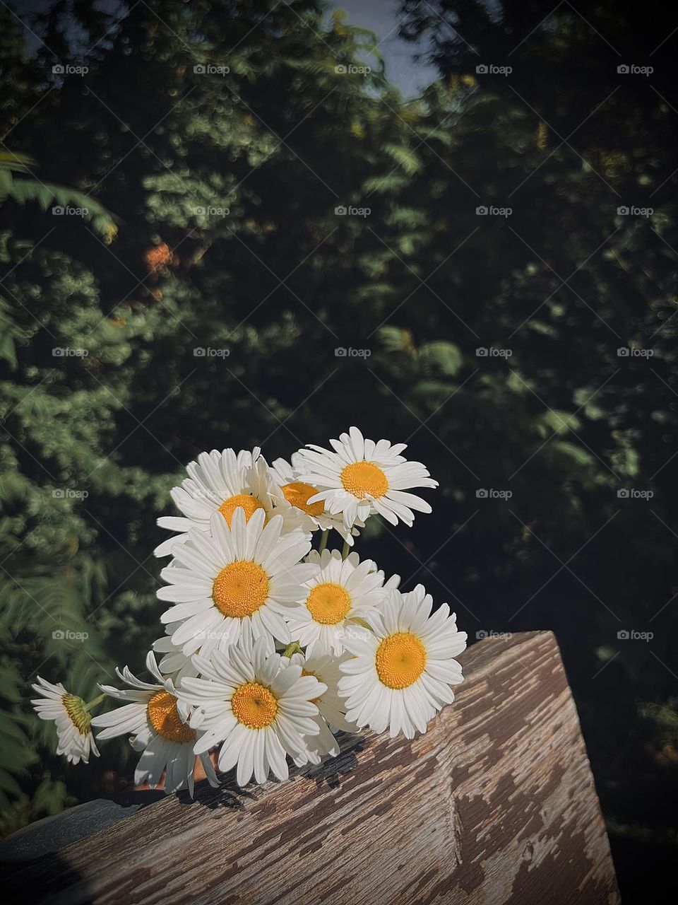 Daisy flowers 🌼