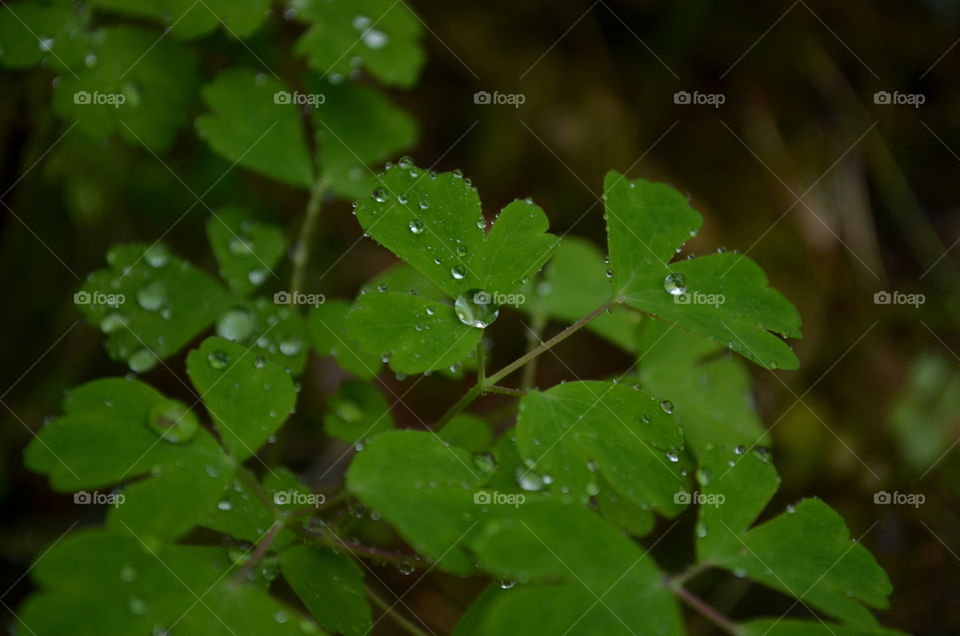 Raindrops on the green grass