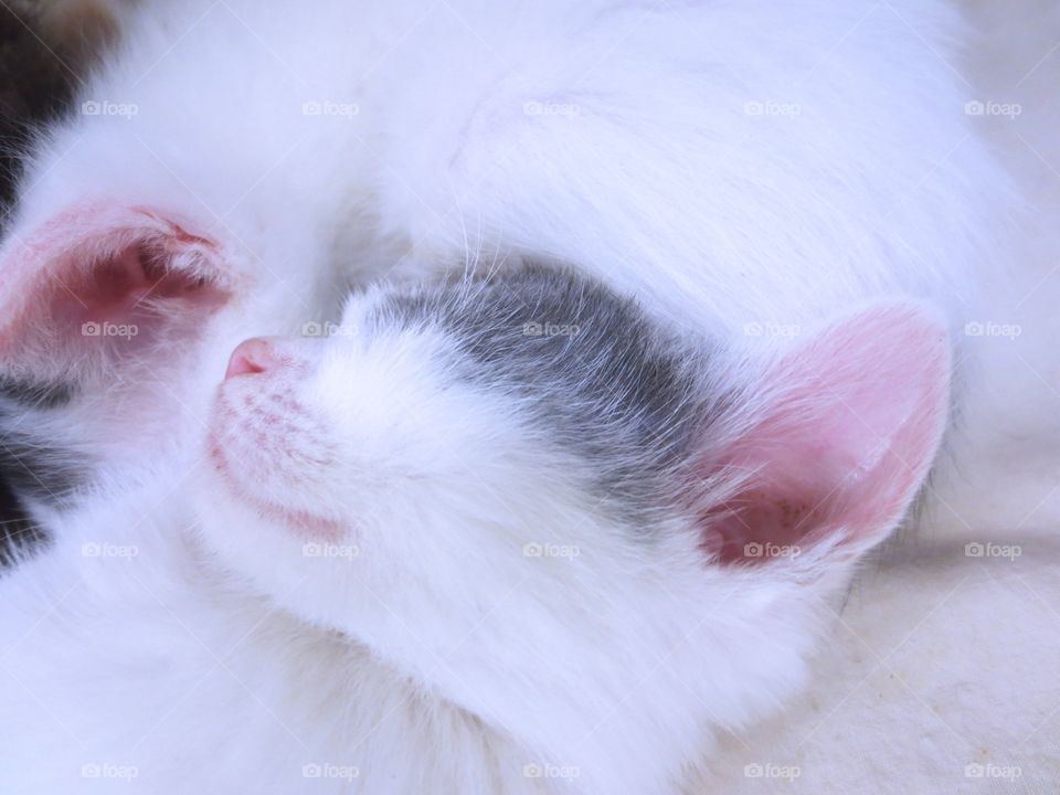 Sleeping kitten 